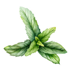 Watercolor Mint Leaves Botanical Herb Clipart © Cristina