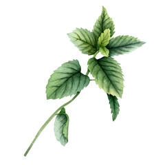 Watercolor Fresh Mint Sprig Botanical Herb Clipart © Cristina
