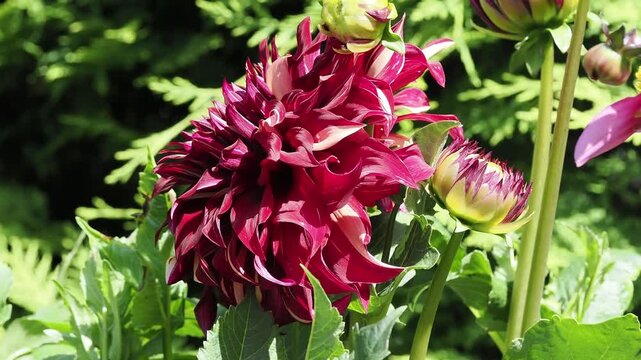 Dahlia &ldquo;Bohemian Spartacus&rdquo; in full flower on a summer day.