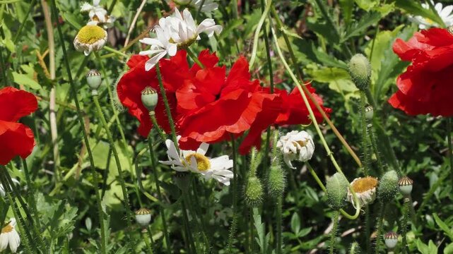 Annual red poppies bobbing in the breeze.