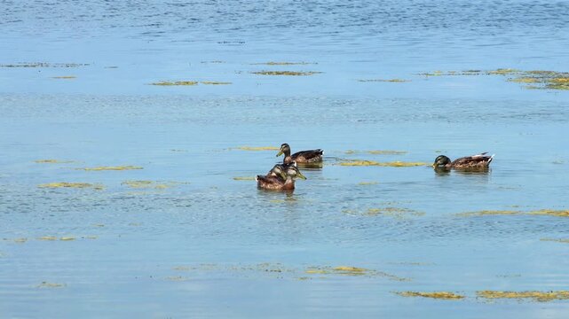 Static shot of four ducks foraging and swimming together on calm water dotted with patches of floating algae at Lake Monona in Madison Wisconsin