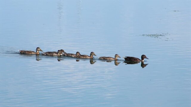 A row of ducks glides single file across glassy calm water leaving gentle ripples behind Reflecting the quiet harmony of natural wildlife, Monona Bay Madison Wisconsin, static shot