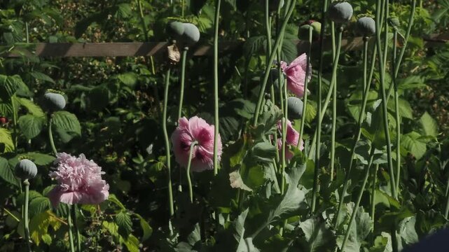 Seed heads of annual poppies bobbing around in the wind