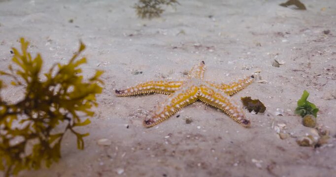 Underwater shot showing a Granular Sea Star resting on a sandy floor highlighting its textured surface and soft plump appearance