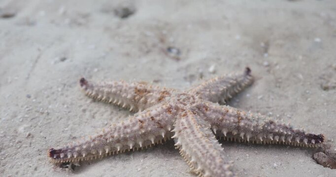 Close up underwater clip of a Granular Sea Star camouflaged against the white sand of the seabed