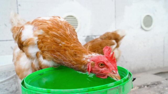 Lohmann brown hen drinking water from bucket close-up in slow motion 