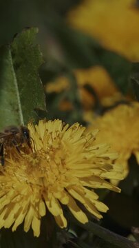 Western Honey Bee Apis mellifera pollinating yellow Dandelion Taraxacum