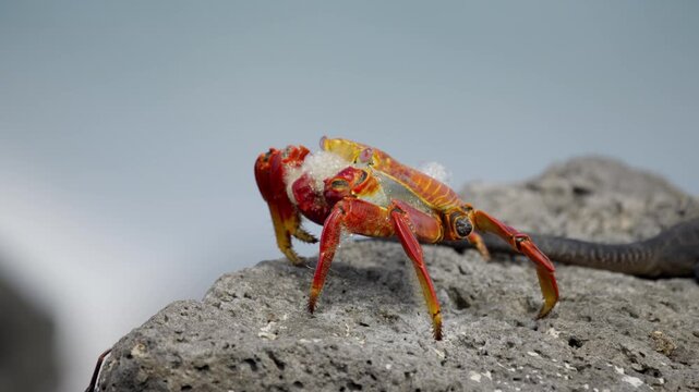 Red sally lightfoot crab eating on a rock in the galapagos islands with a marine iguana nearby
