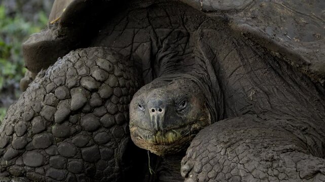 Very old giant tortoise slowly blinking its eyes in the galapagos islands national park