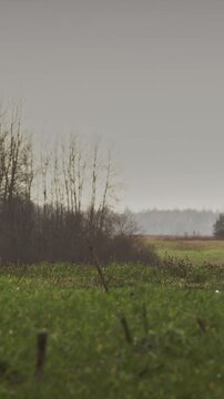 Two Dogs Standing Together in Open Field Near Forest