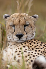 Cheetah lying in grass with eyes half closed facing the camera. Masai Mara National Reserve Kenya. © TheStorygrapher