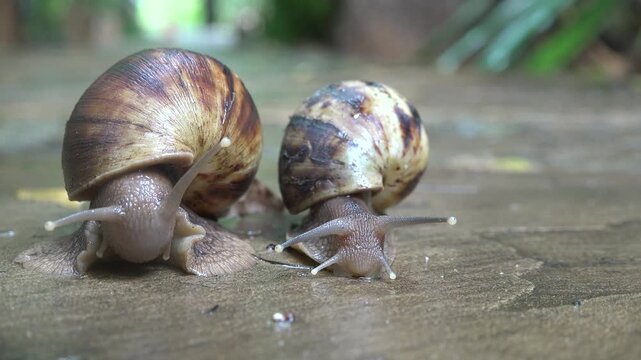 A large snail is traveling slowly on a stone surface surrounded by grass and plants. The garden is bright and green, showing sunlight and natural elements.