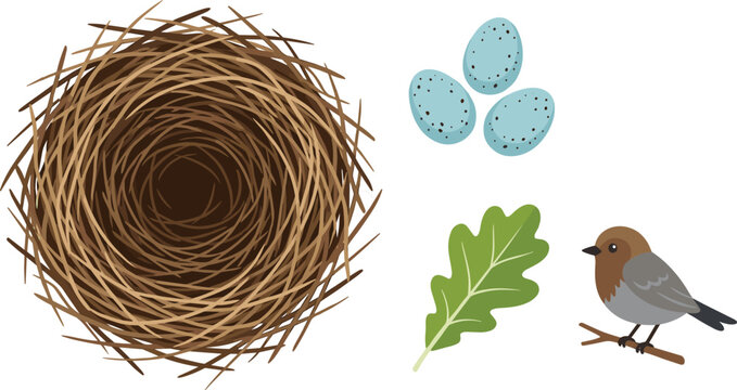 Spring robin bird nest vector nature illustration set with empty twig birdhouse three speckled blue eggs green oak leaf and small brown bird on a branch isolated on white background