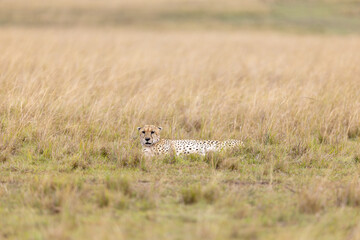 A cheetah lies low in golden grassland watching the plains. Masai Mara National Reserve Kenya. © TheStorygrapher
