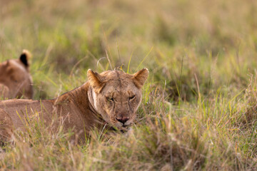 A lioness rests low in tall grass with a second lion nearby. Masai Mara National Reserve Kenya. © TheStorygrapher
