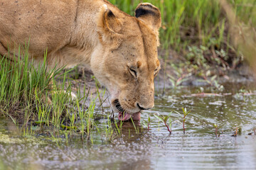 A lioness lowers her head to drink at the water's edge amid. Masai Mara National Reserve Kenya. © TheStorygrapher