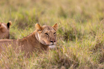 A lioness rests in tall grass watching alertly beside another lion. Masai Mara National Reserve Kenya. © TheStorygrapher