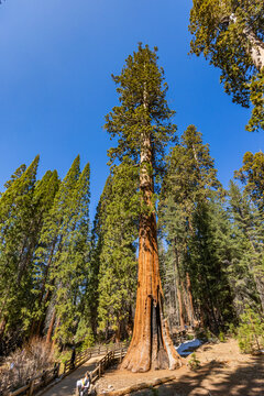 General Sherman Giant Sequoia tree in sunny day
