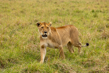 A lioness stands alert in the grassland looking toward the camera. Masai Mara National Reserve Kenya. © TheStorygrapher