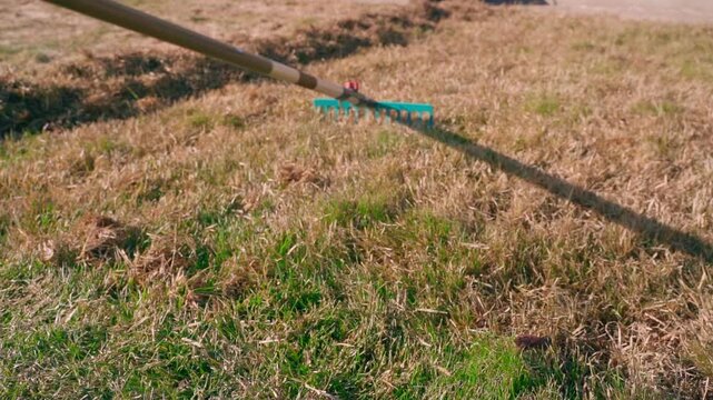 Fan rake removing dry dead grass from lawn close-up in spring 