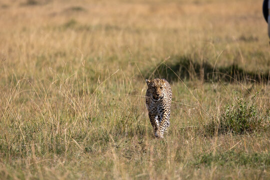 A leopard walks toward the camera through the grassland. Masai Mara National Reserve Kenya.