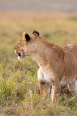 Lioness standing alert in the tall grass at dawn on the savanna. Masai Mara National Reserve Kenya. © TheStorygrapher