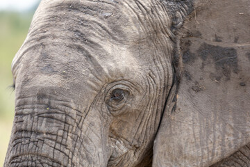 An extreme close-up of an African elephant's eye and wrinkled skin. Masai Mara National Reserve Kenya. © TheStorygrapher