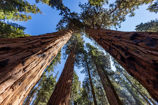Low angle view of Giant Sequoia trees against sky