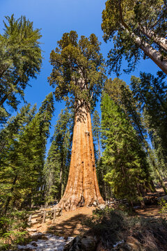 General Sherman Giant Sequoia tree in sunny day