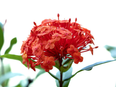 オレンジ色のサンタンカの花