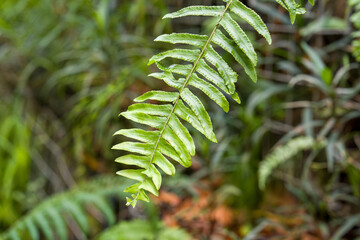 Fresh fern frond with dew drops in forest. Green leaves show natural texture and vibrancy. Background features blurred foliage and earthy tones. Close-up highlights plant details in natural habitat © jinhongljh