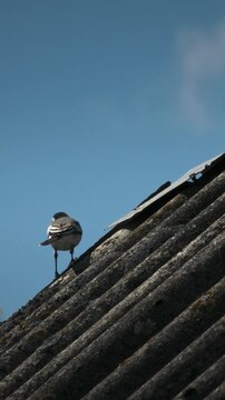 White Wagtail Motacilla alba standing on old grey corrugated roof