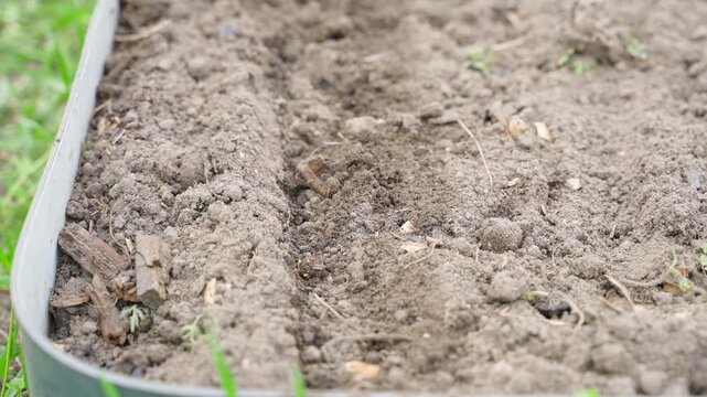 Covering freshly sown radish seeds with soil on garden bed close-up 