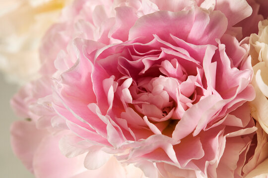 Close-up of pale pink peony