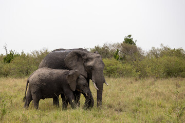 An adult African elephant stands with its calf in tall grass before. Masai Mara National Reserve Kenya. © TheStorygrapher
