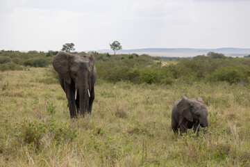 An adult African elephant and its calf stand in the grassland. Masai Mara National Reserve Kenya. © theStorygrapher