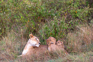 A lioness lies on a grassy rise with two cubs resting against her back. Masai Mara National Reserve Kenya. © TheStorygrapher