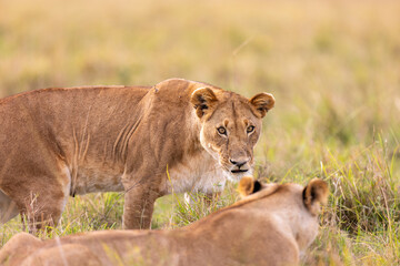 Fototapeta premium A lioness stands and looks toward the camera with a second lioness. Masai Mara National Reserve Kenya.