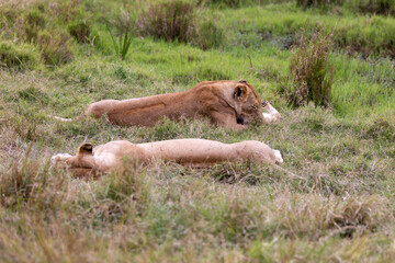 Two lionesses rest in the green grass one lying flat and one sitting. Masai Mara National Reserve Kenya. © TheStorygrapher