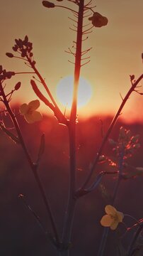 Wild rapeseed stems at low angle against orange sunset glow and hill, nature video