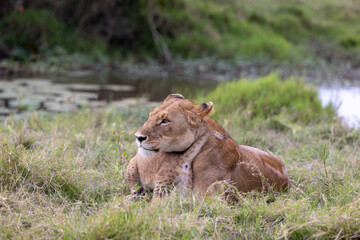 A lioness rests in tall grass beside a lily-covered pool with a cub. Masai Mara National Reserve Kenya. © TheStorygrapher