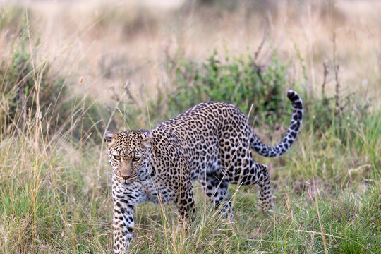 A leopard walks through grassland with its tail curled up. Masai Mara National Reserve Kenya.