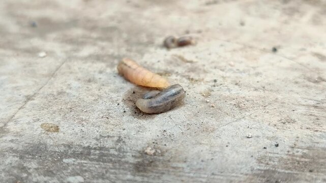 fly maggots and larvae crawling on a concrete surface