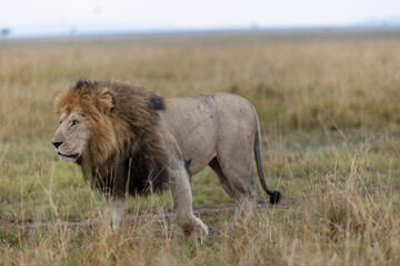 A maned male lion walks in profile across open grassland. Masai Mara National Reserve Kenya. © theStorygrapher