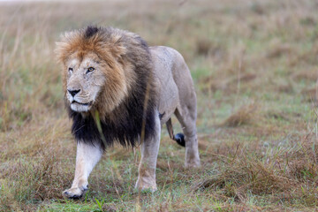A maned male lion walks across the open grassland at dawn. Masai Mara National Reserve Kenya. © TheStorygrapher