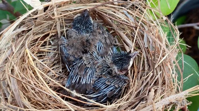 Baby birds rest in a straw nest in the wild