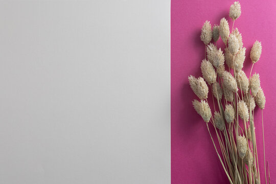 Dried bunny tail grass on pink and grey background with copy space