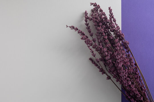 Dried lavender flower stems displayed on a clean white and rich purple background