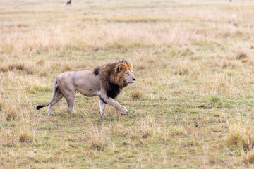 A maned male lion walks in profile across short grassland at dawn. Masai Mara National Reserve Kenya. © theStorygrapher
