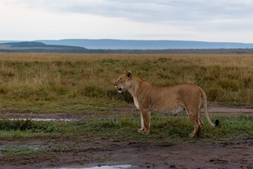 A lioness stands in profile on the open plains. Masai Mara National Reserve Kenya. © theStorygrapher